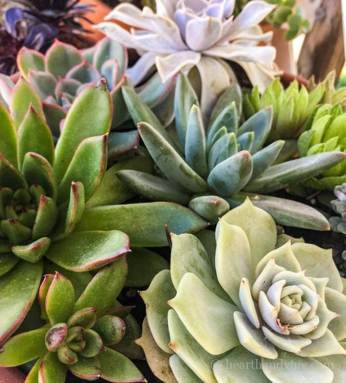 Group of mixed succulents in pot.