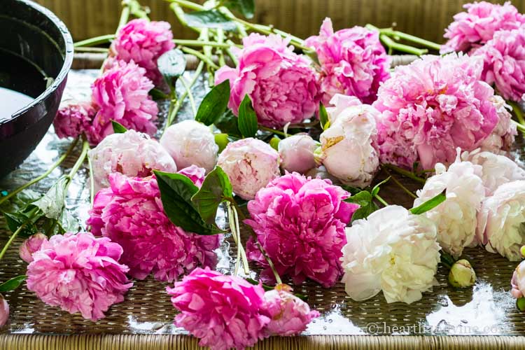 Washed peonies on table.