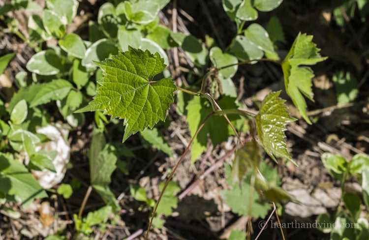 Wild grapevine growing in garden.