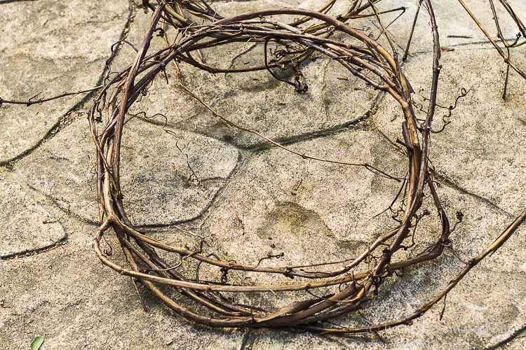 Wild grapevine wreath starts to take shape