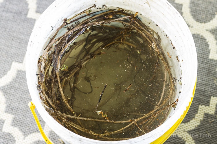 Wild grapevines soaking in a bucket of water.