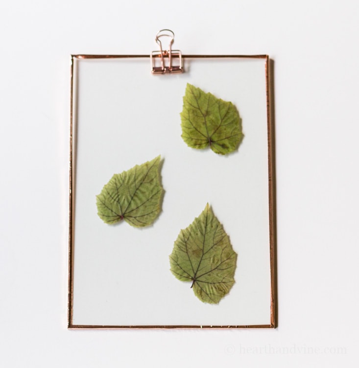 Three hardy begonia leaves suncatcher.