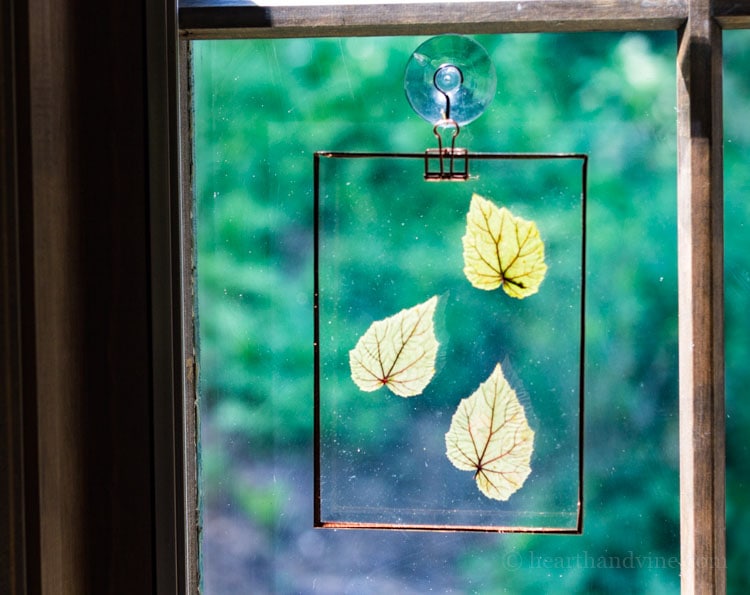 Begonia leaves hanging in window.