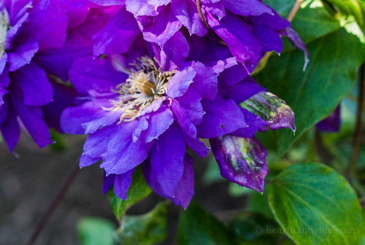 Clematis Franziska Maria two-toned sepal