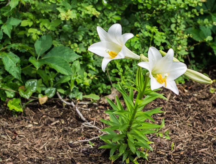 Easter lily in bloom.