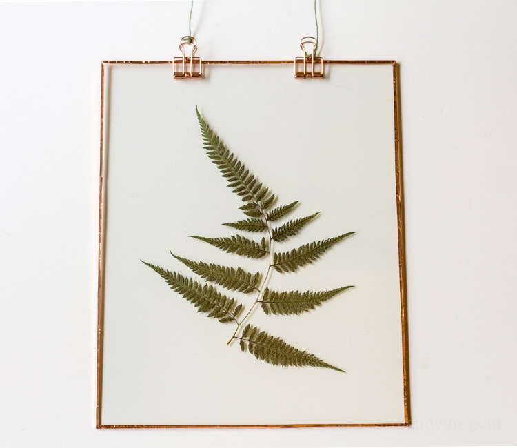 Fern suncatcher on white background.