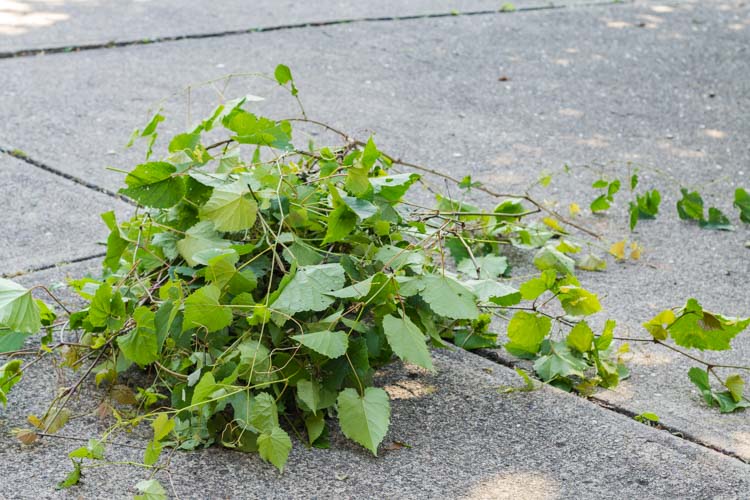 Pile of cut grapevines.