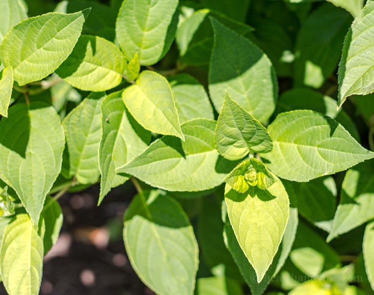 Hydrangea paniculata 'Limelight'