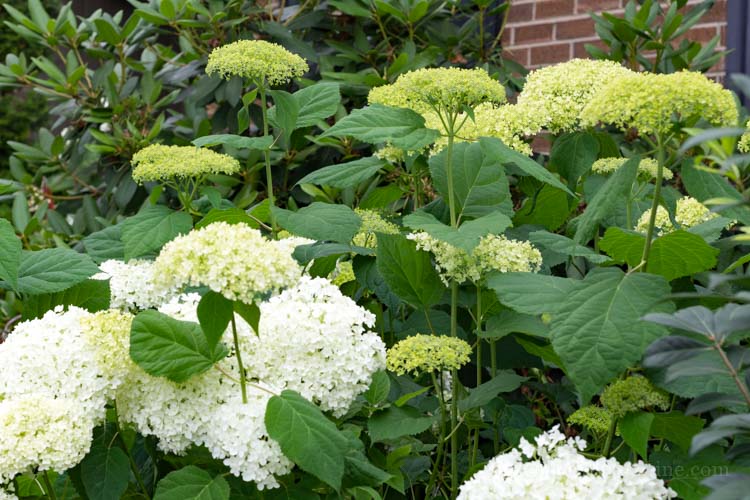 H Arborescens 'Annabelle'