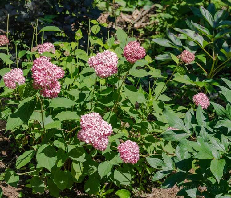 Hydrangea aborescens 'Invincibelle Spirit'