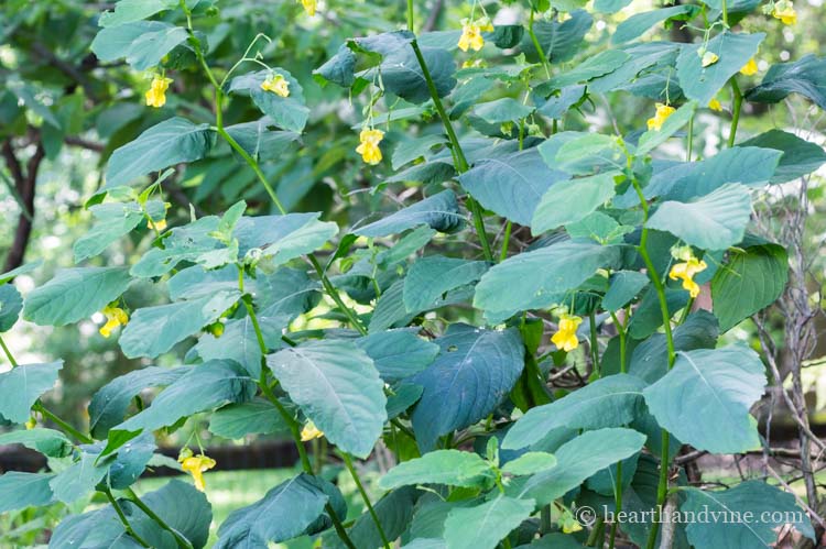 Impatiens pallida aka jewelweed.