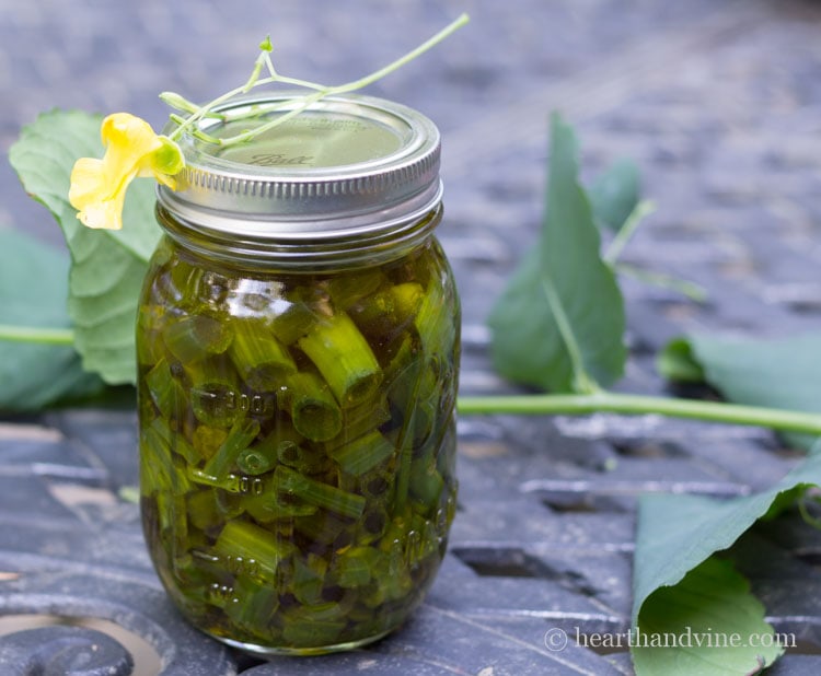 Jewelweed in olive oil.