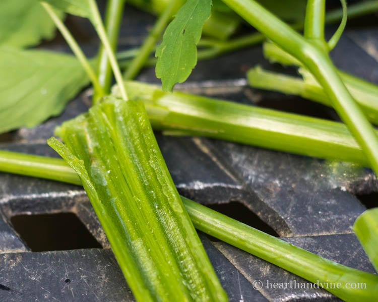 Sap from jewelweed stems.