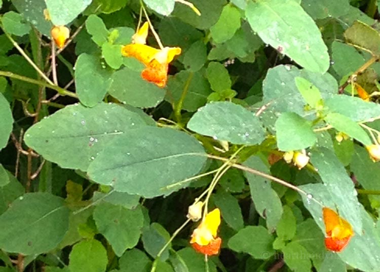 Orange flowered jewelweed.