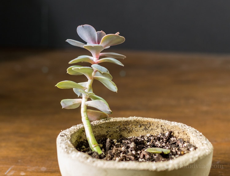 Succulent reaching for the sun.