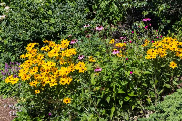 Hillside coneflowers garden.