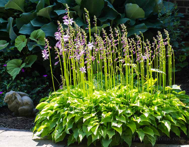 Pots Back Grow Will Perennials In