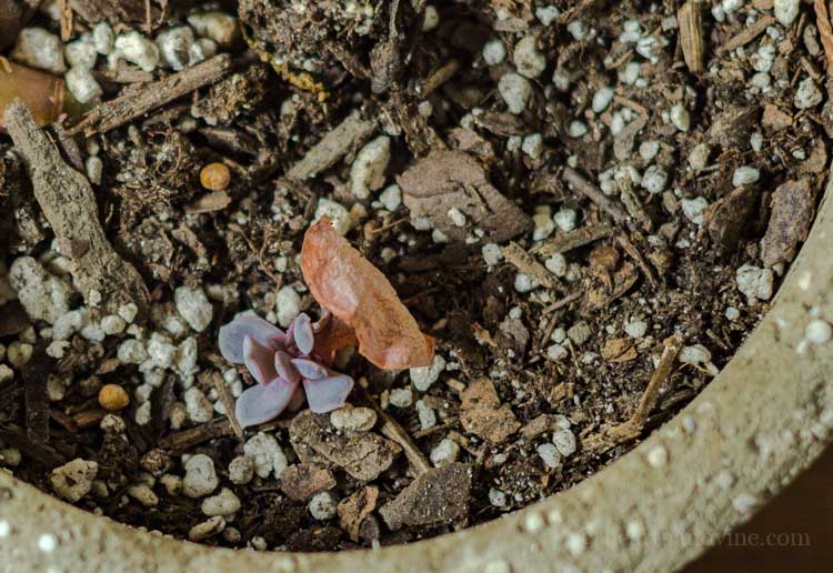 Succulent growing from a leaf section.