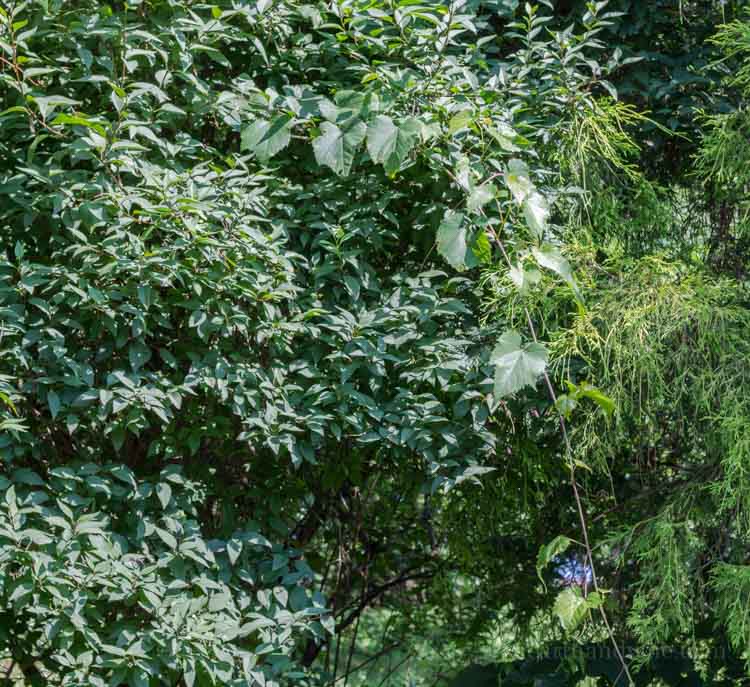 Grapevines growing wild in shrubs.