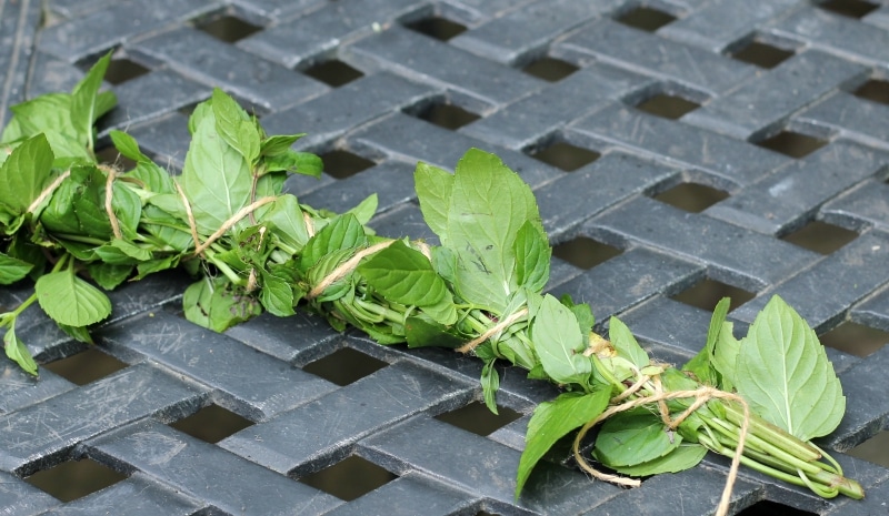cuttings of mint wrapped in twine 