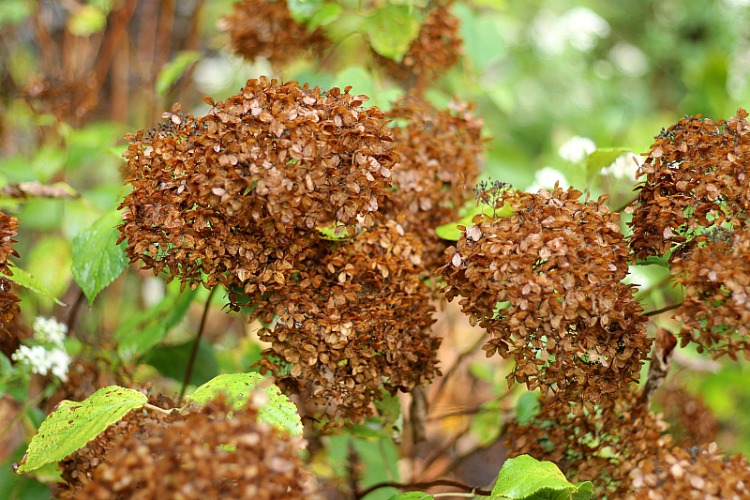 Dried hydrangea blossoms on shrub