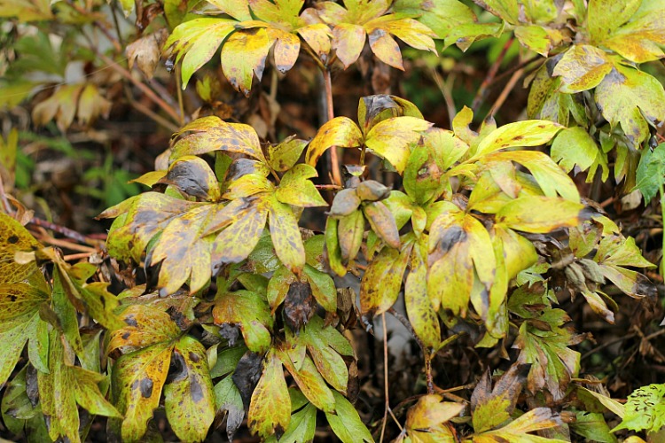 Old peony foliage