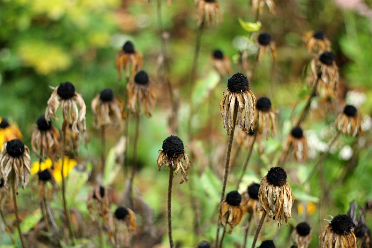 rudbeckia seed heads