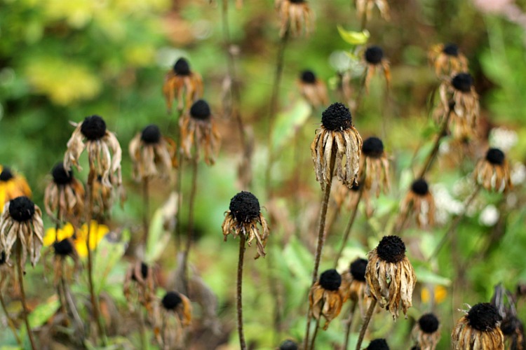 Rudbeckia seed heads in the fall.