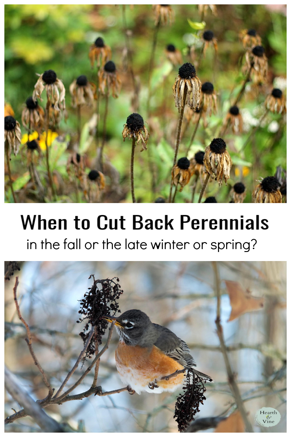 When to Cut Back Perennials Fall or Spring