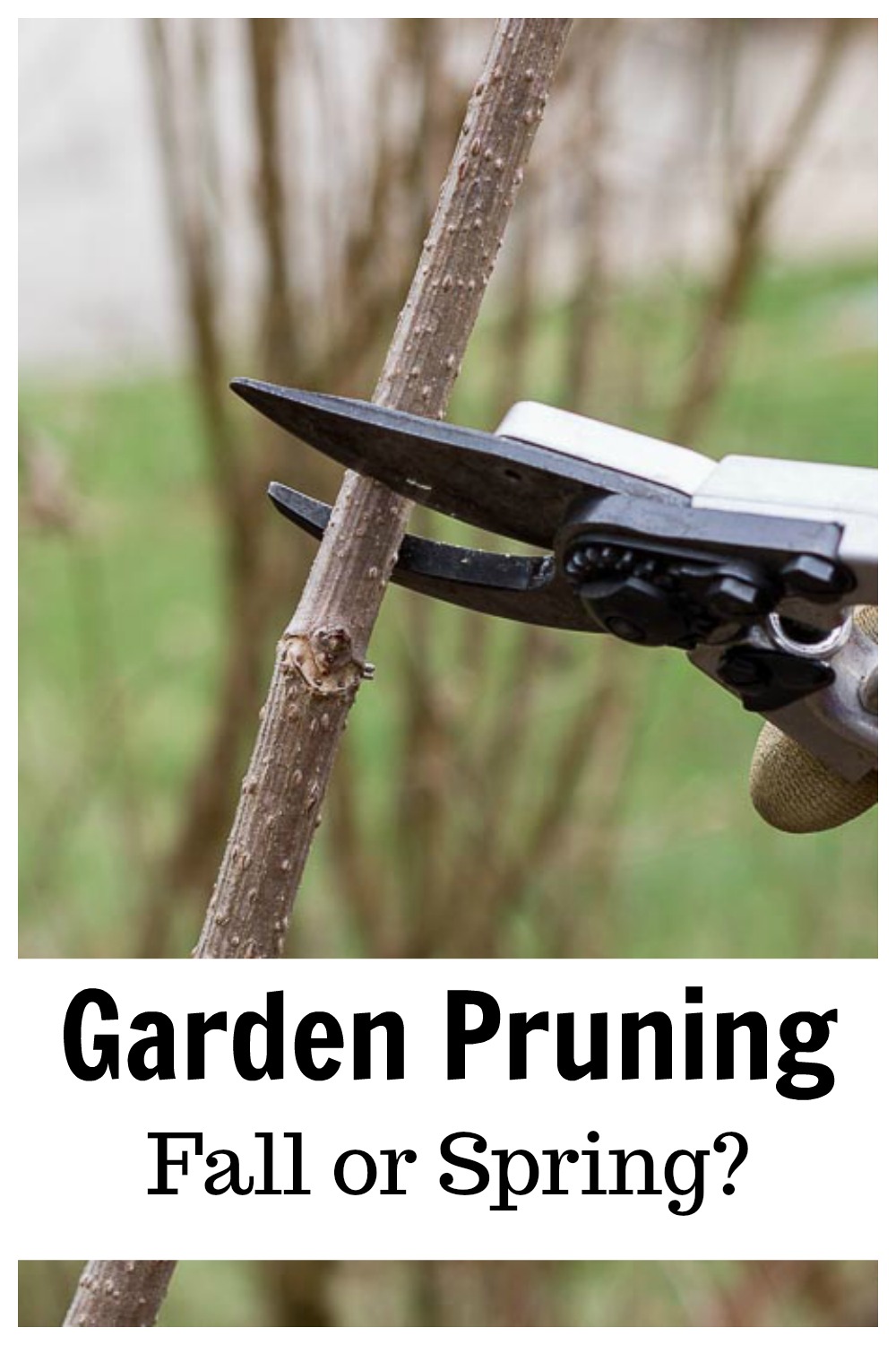 Pruning Perennials Why You Should Wait Until the Spring
