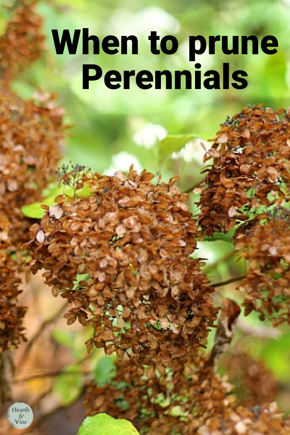 When to Cut Back Perennials Fall or Spring