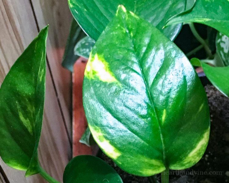 Pothos plant care for golden leaf variety