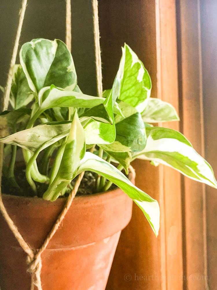 pothos in water