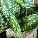 Pothos plant care for different varieties and propagation - silver pothos