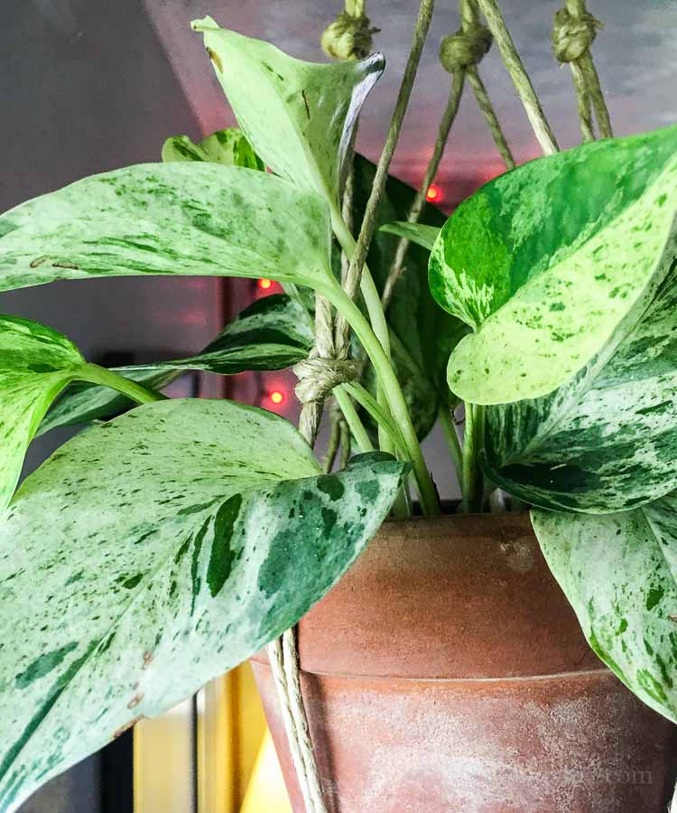 Pothos plant care - Marble Queen variety