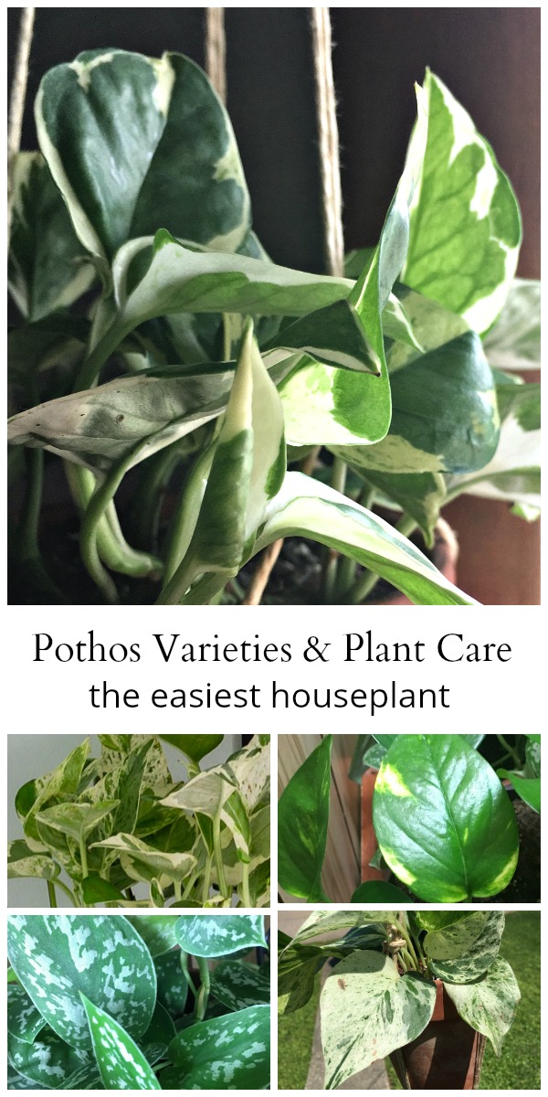 Pothos varieties in a collage