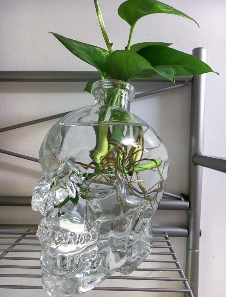 Propagating Pothos in water