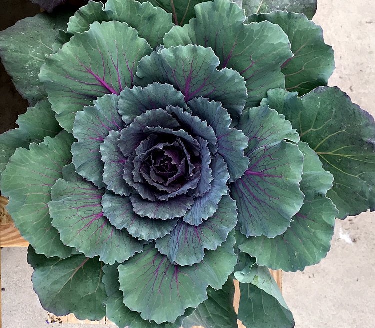 Flowering kale.