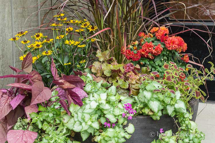 Fall planter with river grass, rudbeckia, mums, coleus, heuchera, and lamium.