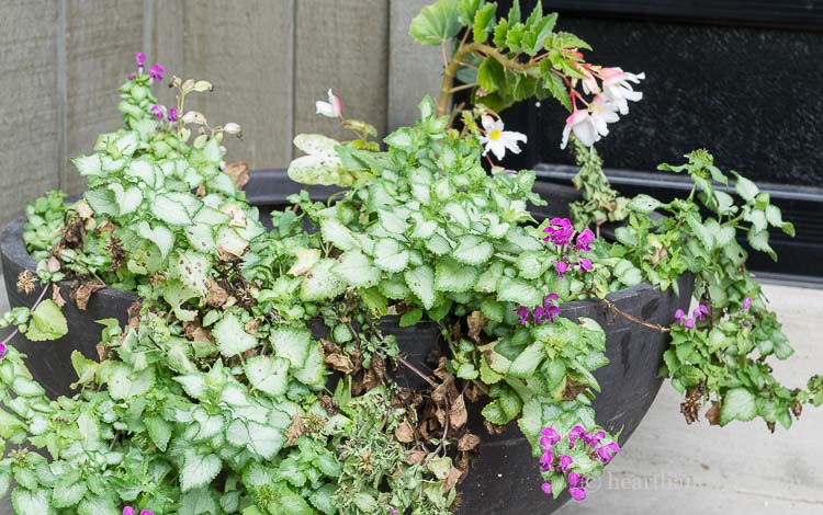 Lamium in end of summer container