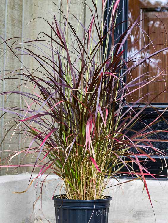 Purple fountain grass.