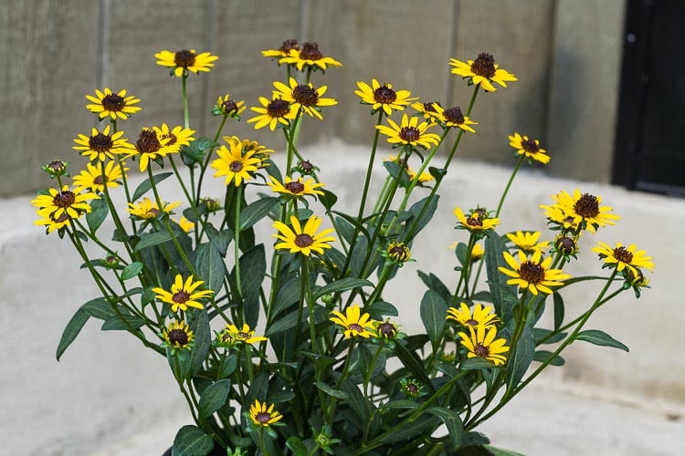 Rudbeckia 'Little Goldstar'