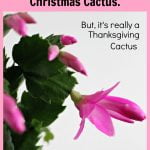 Blooming Thanksgiving cactus.