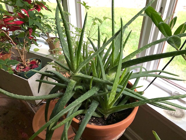 Aloe vera after transplanting months later.