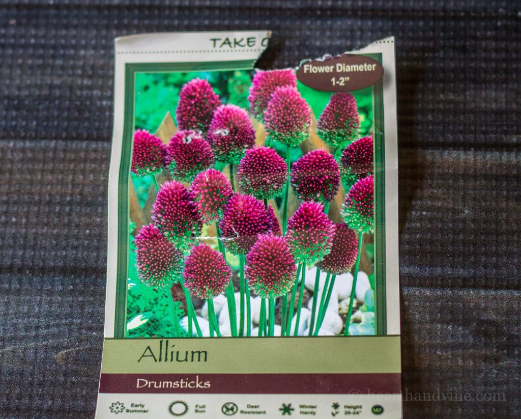 Deer resistant bulbs - drumstick allium