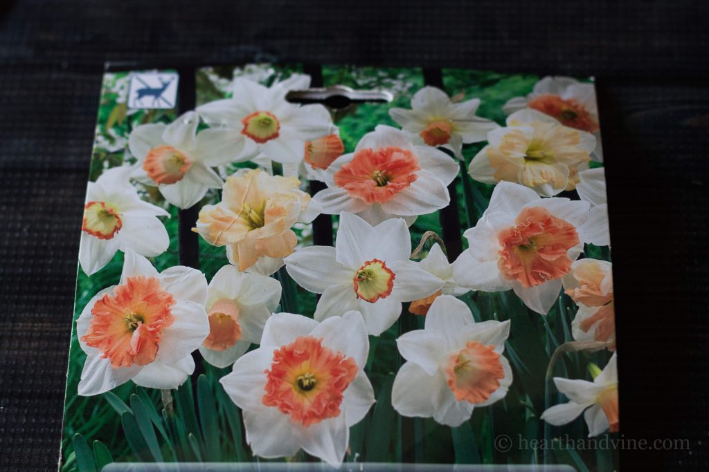 Deer resistant bulbs - pink daffodils