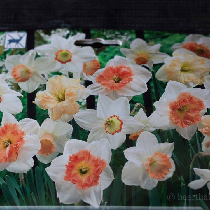 Deer Resistant Bulbs and For Your Spring Garden Hearth and Vine