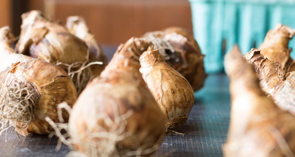 Deer resistant bulbs - pink daffodils