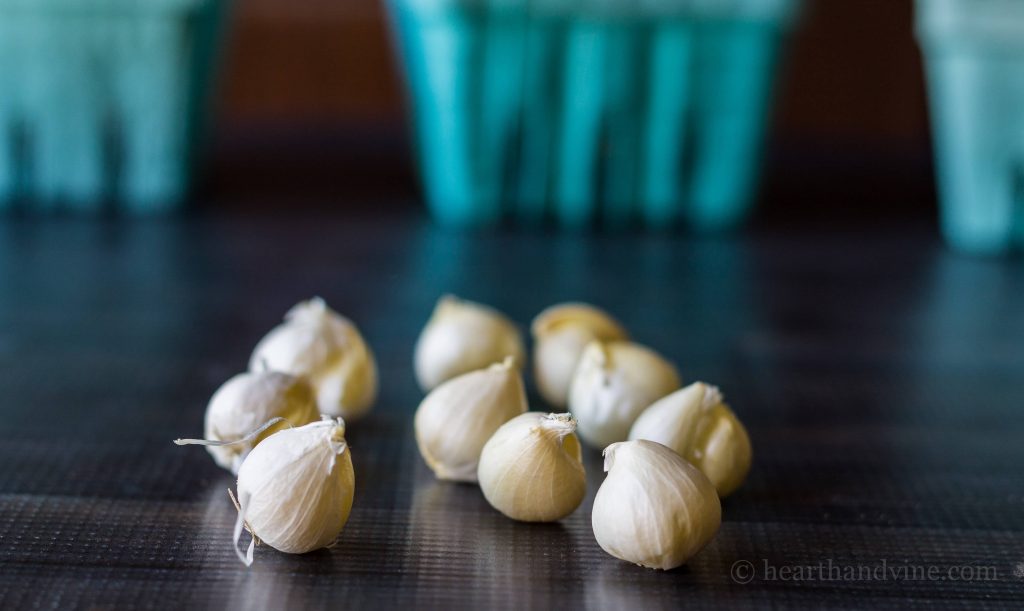 Deer resistant bulbs - drumstick allium