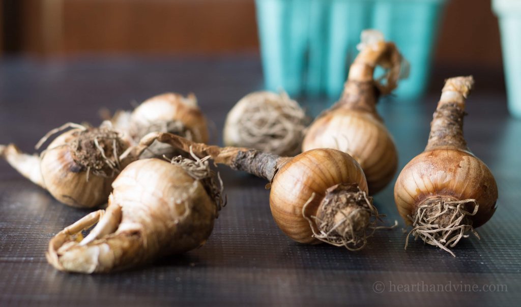 Deer resistant bulbs - snowdrops